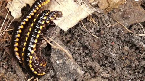 Millipede on a dirty soil Stockbeeldmateriaal 12174442