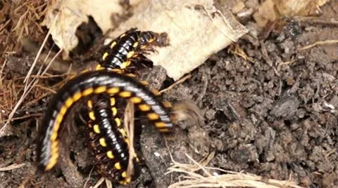 Millipede on a dirty soil Stockbeeldmateriaal 12174661