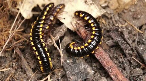 Millipede on a dirty soil Stock Footage