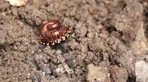 Millipede on a dirty soil Stockbeeldmateriaal 12175069