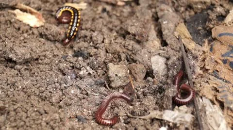 Millipede on a dirty soil Stockbeeldmateriaal 12175411