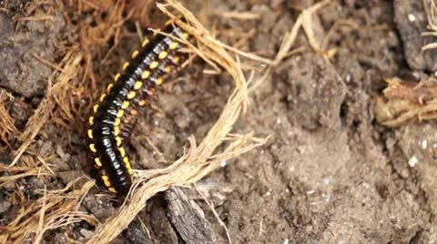 Millipede on a dirty soil Stockbeeldmateriaal 12175433