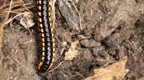 Millipede on a dirty soil Stockbeeldmateriaal 12175619