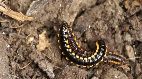 Millipede on a dirty soil Stockbeeldmateriaal 12175791