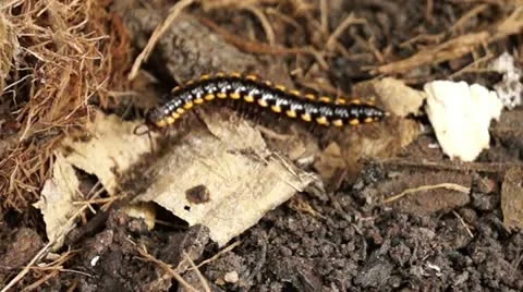 Millipede on a dirty soil Stockbeeldmateriaal 12175857