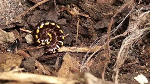 Millipede on a dirty soil Stockbeeldmateriaal 12175985