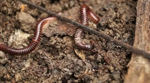 Millipede on a dirty soil Stockbeeldmateriaal 12176241