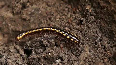 Millipede on a dirty soil Stockbeeldmateriaal 12180175