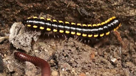 Millipede on a dirty soil Stockbeeldmateriaal 12180591