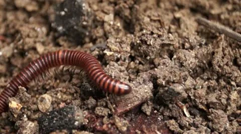 Millipede on a dirty soil Stockbeeldmateriaal 12180787