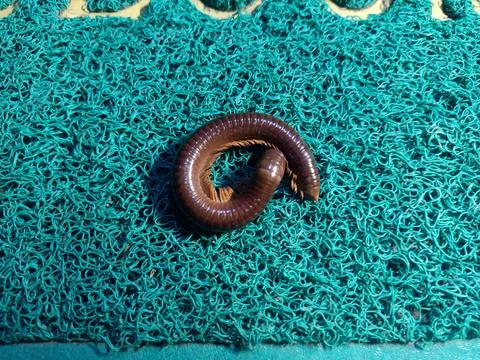 Millipede on the doormat Stock Photos