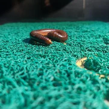 Millipede on the doormat Stock Photos