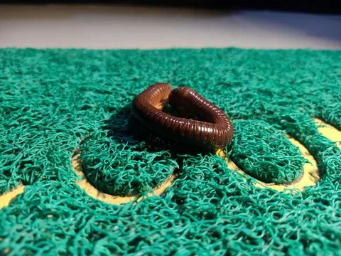 Millipede on the doormat Stock Photos
