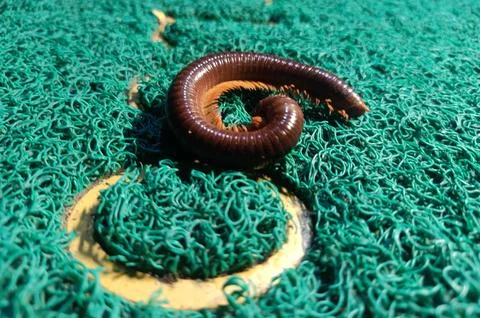 Millipede on the doormat Stock Photos