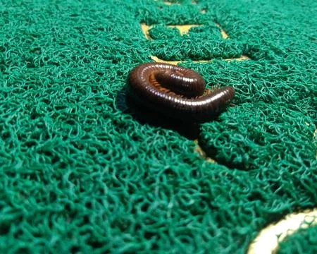 Millipede on the doormat Stock Photos
