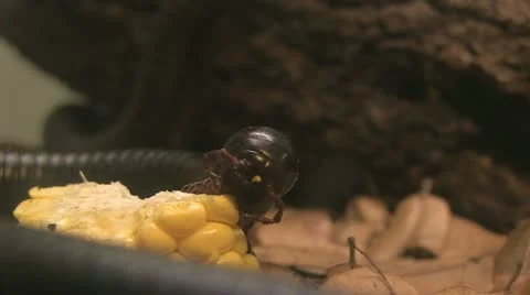 Millipede eating corn Stock Footage 10866353