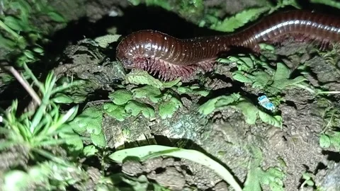 Millipede Eating Grass Stock Footage 234539247