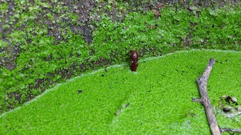 A millipede fell into the pond. Stock-Footage 257213927
