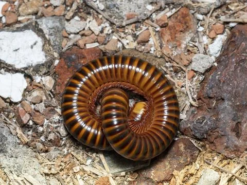 Millipede on floor try to protect itself Stock Photos