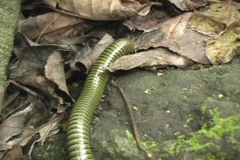 Millipede  Stock Footage 286899