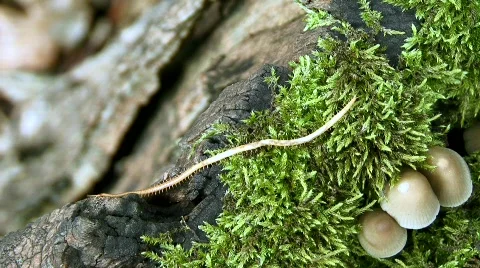 Millipede Stock Footage 644449