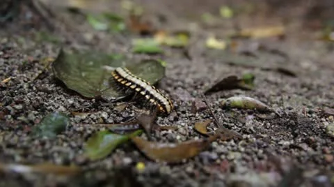 Millipede Video stock 22427338