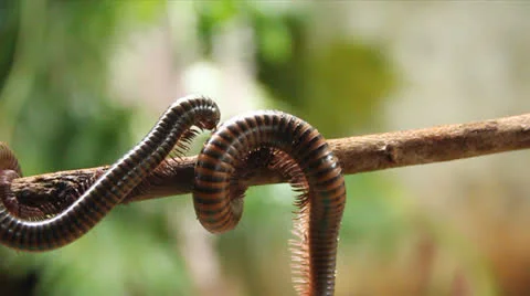Millipede Stock Footage 25596101