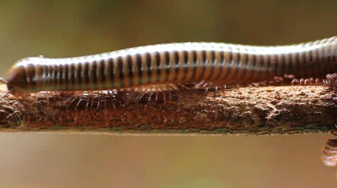 Millipede Video stock 25596132
