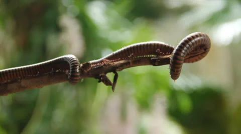 Millipede Stock Footage 25596318