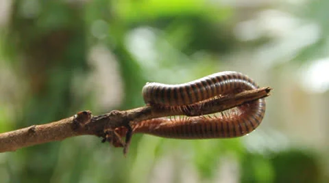Millipede Video stock 25604401
