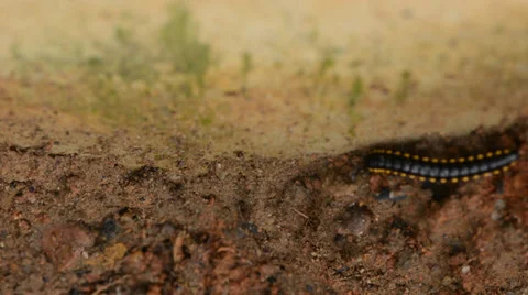 Millipede 库存影片 27496074