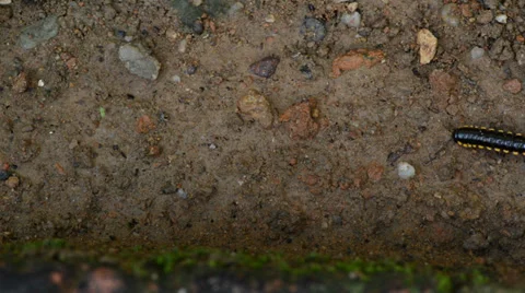Millipede Stock Footage 27496154