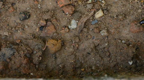 Millipede 库存影片 27496173