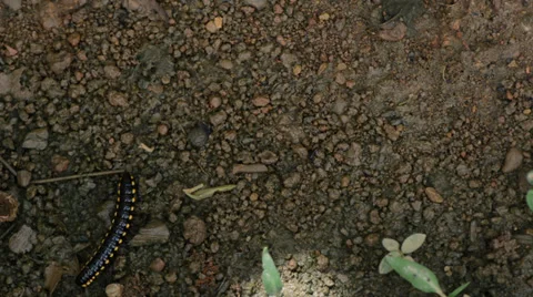 Millipede 库存影片 27496185