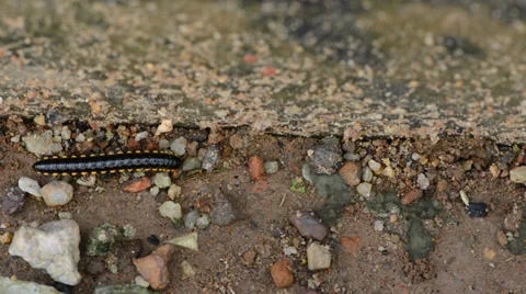 Millipede 库存影片 27496255