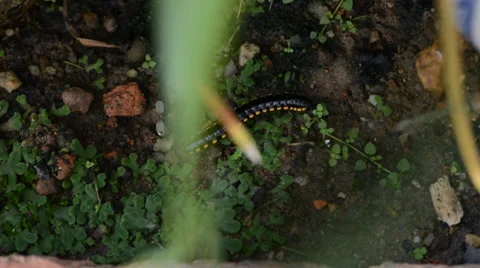 Millipede 库存影片 27496278