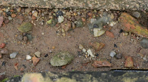 Millipede 库存影片 27496292