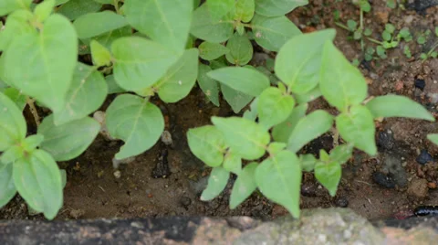 Millipede 库存影片 27496343