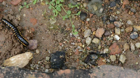 Millipede 库存影片 27496392