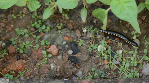 Millipede 库存影片 27496407
