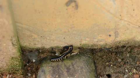 Millipede Vidéo 27496486