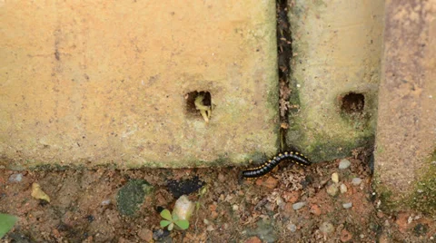 Millipede 库存影片 27496520