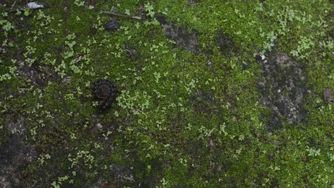 Millipede Stock Footage 99117311