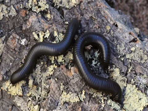 Millipede Stock Footage 99805000