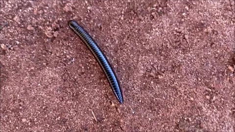 Millipede Stock Footage 164949807