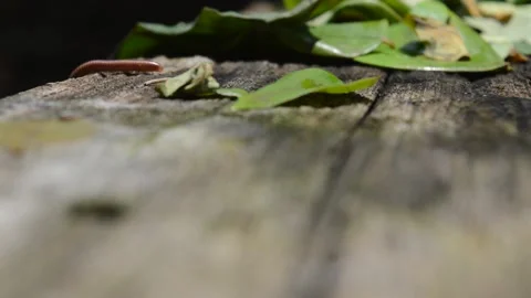 Millipede Video stock 172544070