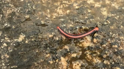 Millipede Video stock 201587533
