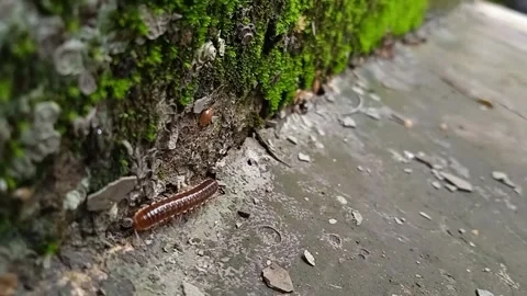Millipede Stock Footage 220635081