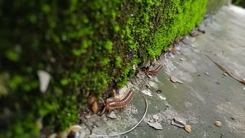 Millipede Stock Footage 220635159