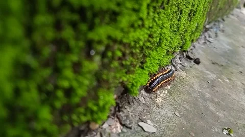 Millipede Stock Footage 220635191
